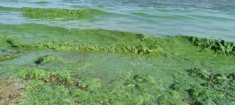 Algal blooms on Lough Neagh. Photo courtesy of Peter Harper, Lough Neagh Partnership.