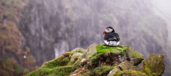 Puffins risk food shortages and habitat destruction from climate change