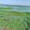 Algal blooms on Lough Neagh. Photo courtesy of Peter Harper, Lough Neagh Partnership.