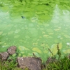 Lough Neagh