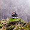 Puffins risk food shortages and habitat destruction from climate change