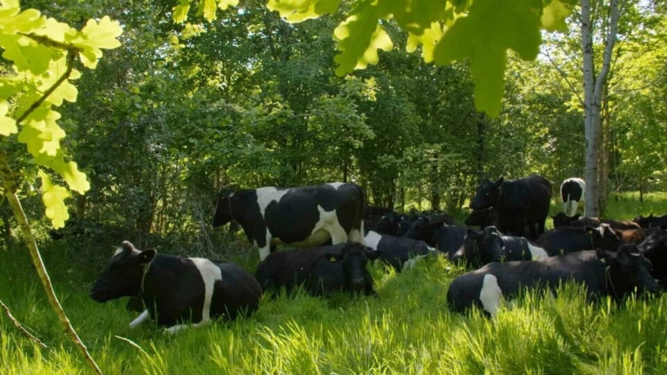 Introducing livestock onto mixed pastures of herbs, grasses and legumes brings co-benefits: the root structure of the diverse plants break up compacted ground, improving water retention, and the cows fertilise it by trampling in plant matter. Image: Yeo Valley Organic
