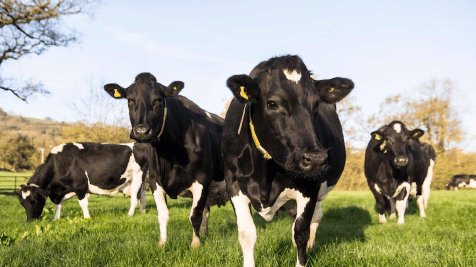 Healthy land is more productive and can carry more animals, say proponents of regenerative agriculture. Image: Yeo Valley Organic