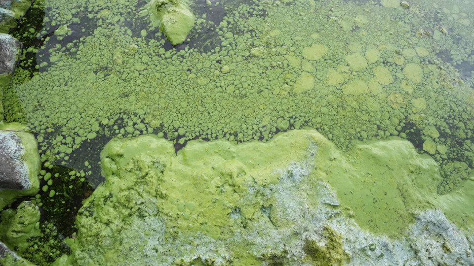 Blue-green algae concentrations on the shores of Lough Neagh in July 2024 © Niall Carson
