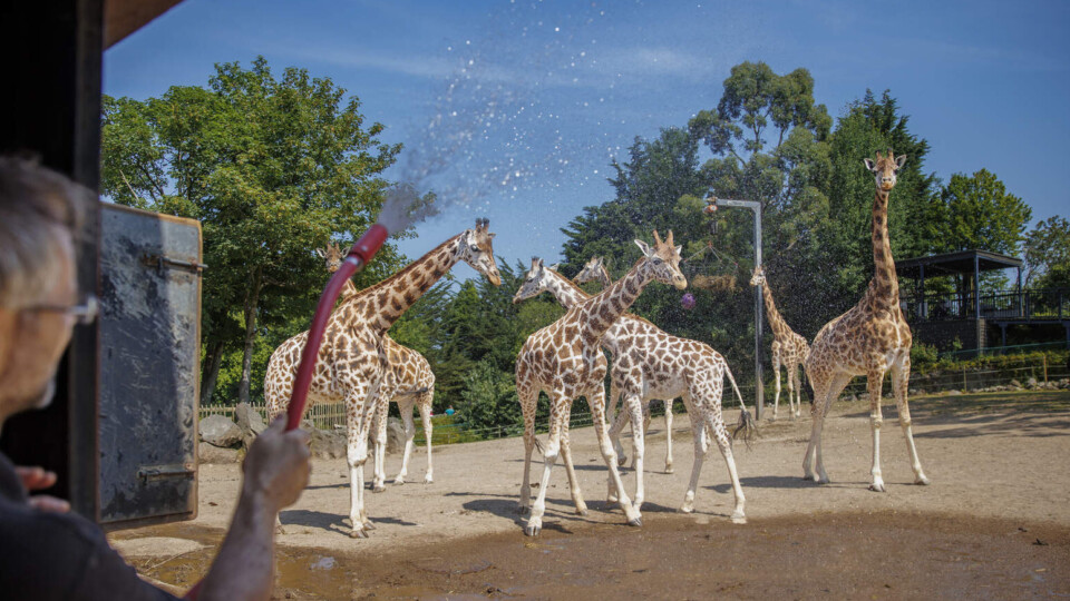 As temperatures rise across Northern Ireland, giraffes at Belfast Zoo enjoy a cooling mist provided by their keepers. Photo: Liam McBurney/PA Wire