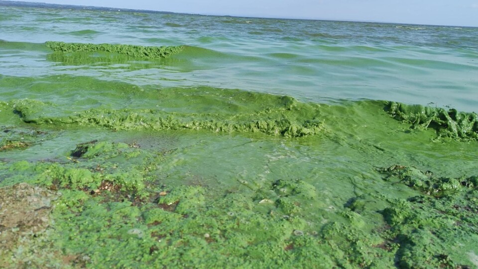 Algal blooms on Lough Neagh. Photo courtesy of Peter Harper, Lough Neagh Partnership.