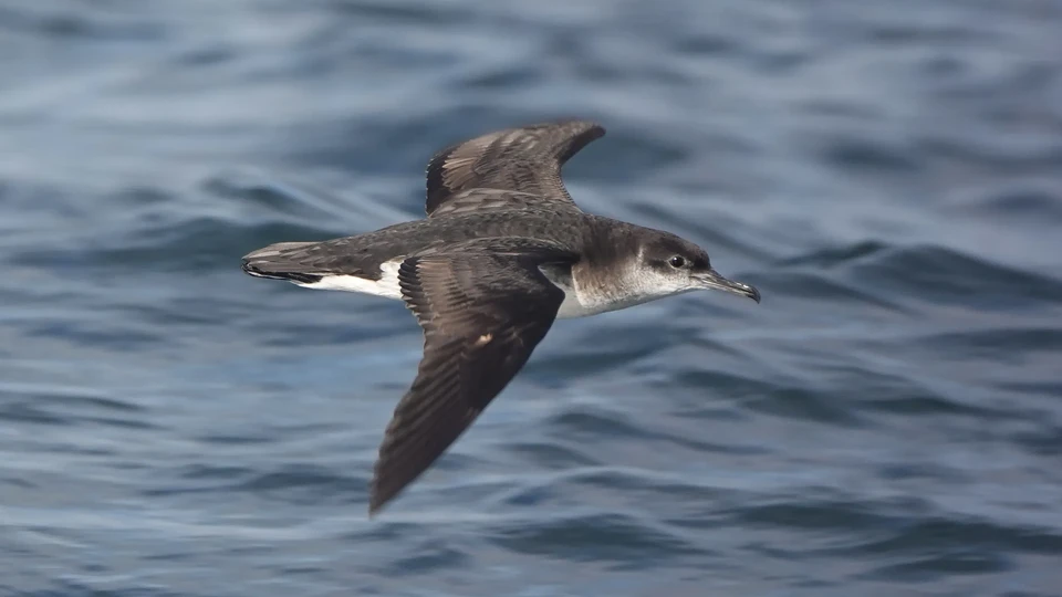 Manx shearwaters have returned to breed on Rathlin after a 20-year absence. Photo RSBP
