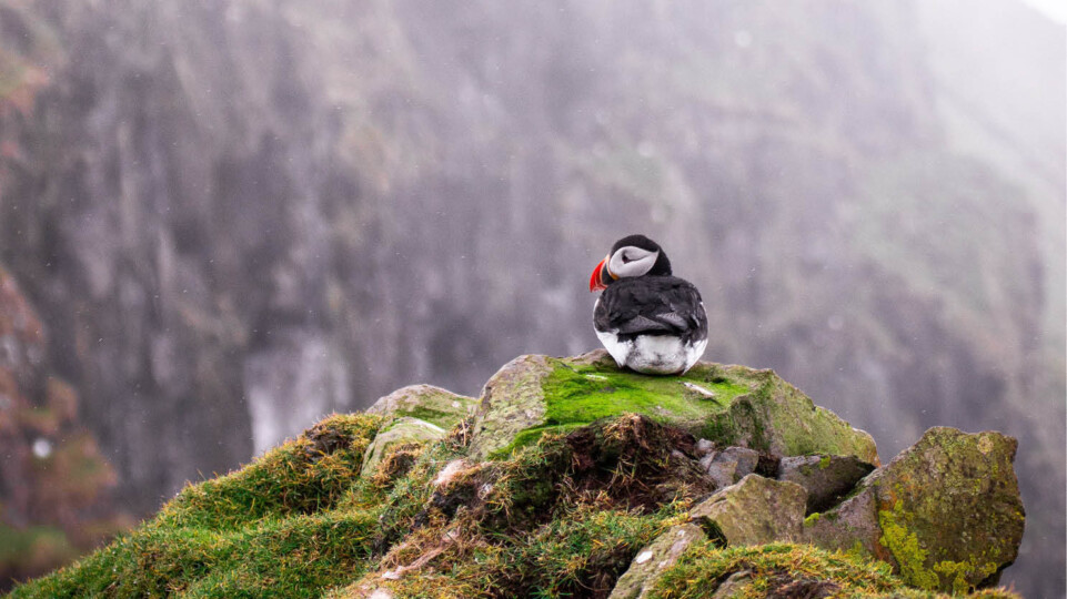 Puffins risk food shortages and habitat destruction from climate change