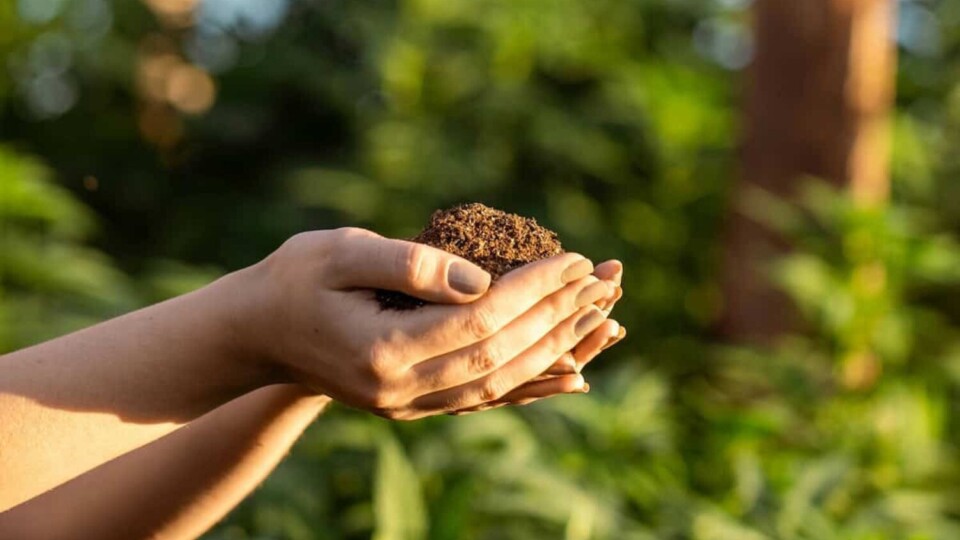 At the heart of regenerative farming are a few core principles: keep soil undisturbed, covered in vegetation, rich in living roots and full of diverse crops. Image: Thiago Patriota
